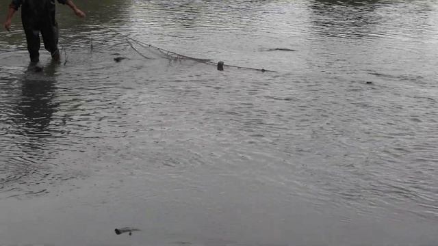 Благовещенка 2017 -Спуск озера и отлов рыбы смотреть онлайн