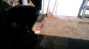 У хряка болят ноги