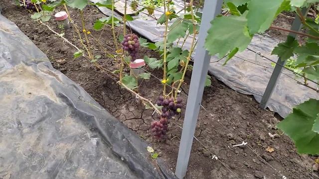 Дынька, Эльвира, Эфект и Триумф - вкуснейший виноград от Писанка О. М. смотреть онлайн