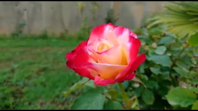 Баллада "Две розы" - исполняет Анна Сучкова, музыка Иосифа Кобрина, стихи Елены Тамаркиной, СПб 202 смотреть онлайн