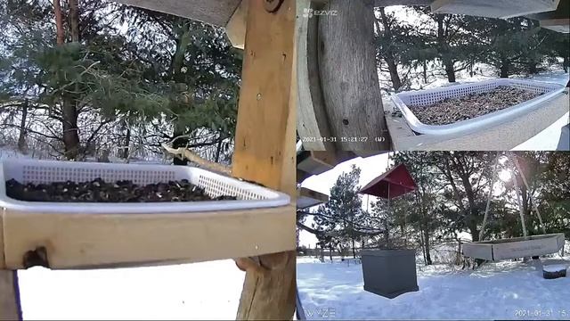 2021 Jan 31: Livestream bird feeding station. Ripley, Ontario Canada by AtHomeFriendlyTecGuy смотреть онлайн