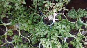 #рассада #теппеки #обработкарастенийвесной    Обзор растений на 1 Апреля 2020г.