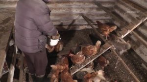 Что посадить для кур на огороде ? Готовимся к сезону заранее.