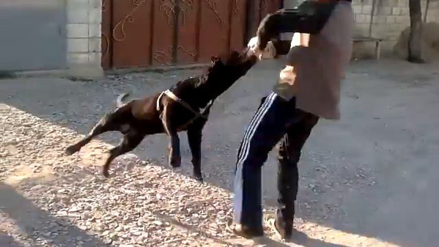 pitbul кличка кинг молдова комрат смотреть онлайн