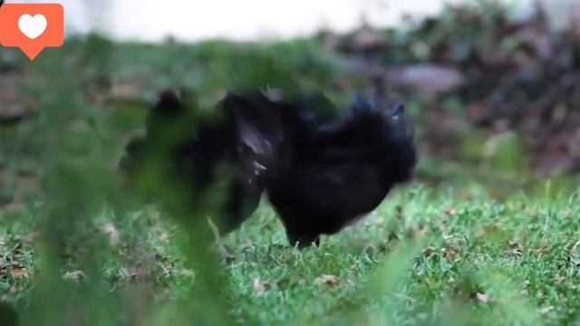 Черные куры,которые несут черные яйца! Правда или лож! смотреть онлайн