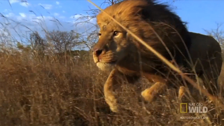 Лев против Льва смотреть онлайн