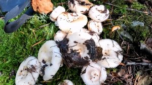 Собираю грибы на соление. Сырые грузди.