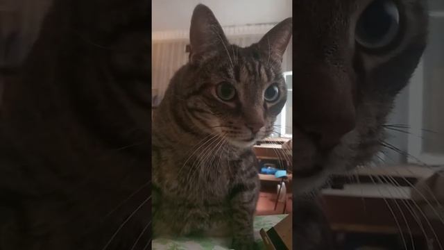 не Камышовый кот в деле. смотреть онлайн