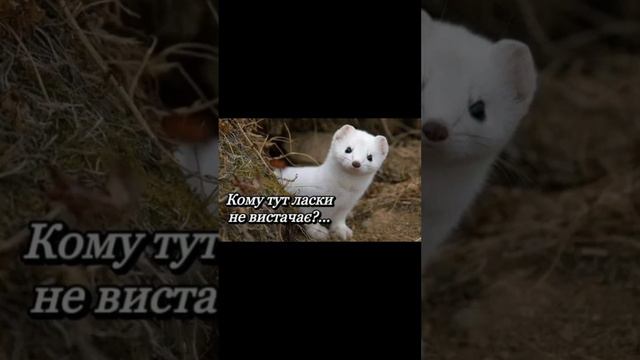 * А не те, що ви думали 😁 смотреть онлайн