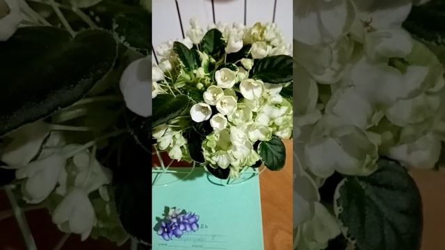 фиалка 'Подснежник' в полном цветении.. смотреть онлайн