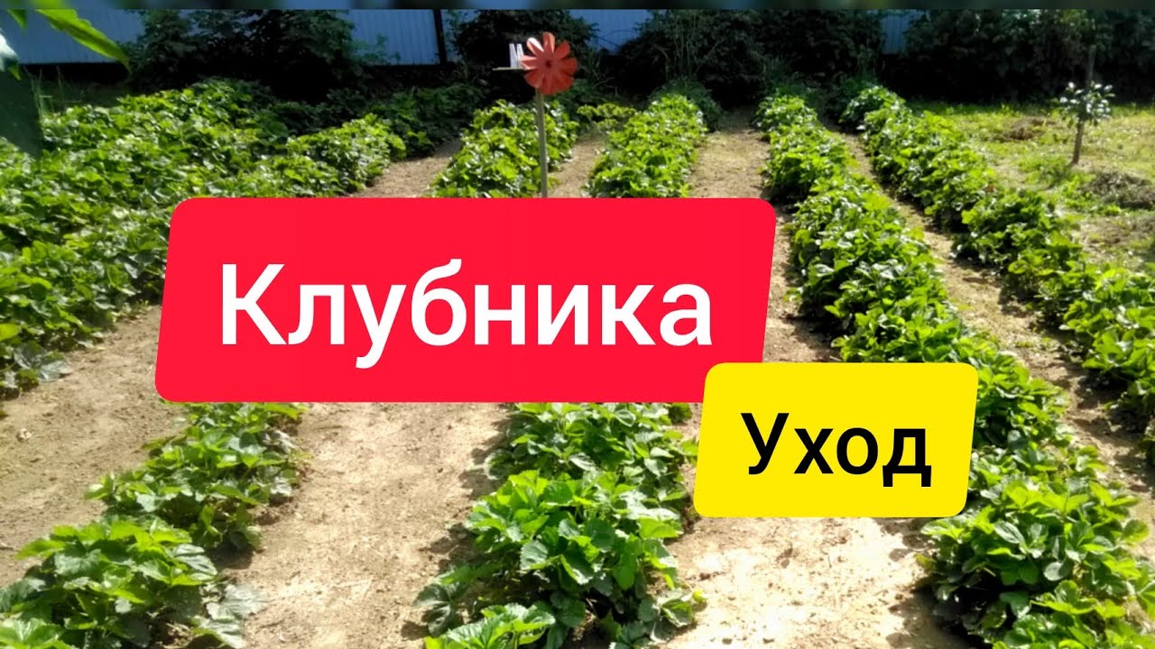 Уход за клубникой | Усы клубники | Подкормка клубники