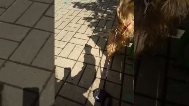 Собачка чорки смотреть онлайн