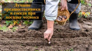 После каких культур можно сажать чеснок