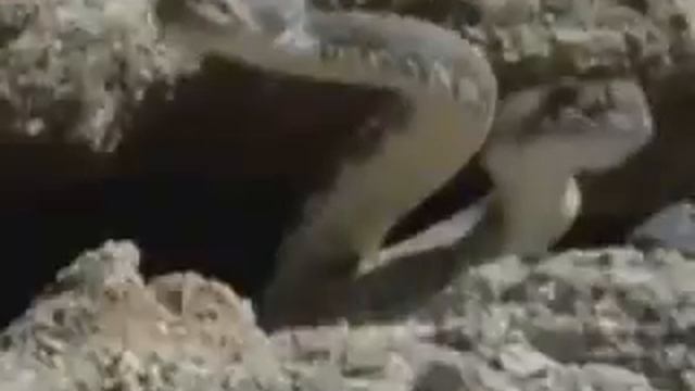 Гремучая змея   YouTube