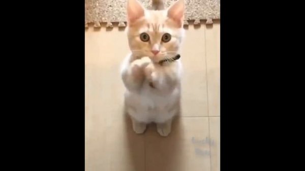 So Cute Pets ! Cute Baby Animals and Funny Pets Video Compilation ? Lucky Pets