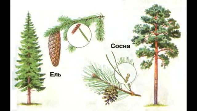 Окружающий мир 1 класс ч.1, тема урока "Что такое хвоинки", с.30-31, Школа России смотреть онлайн