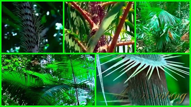 Singapore Botanic Gardens - Palm valley - 4K смотреть онлайн