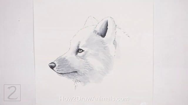 Arctic Fox Sketch (Ink and Watercolor) смотреть онлайн