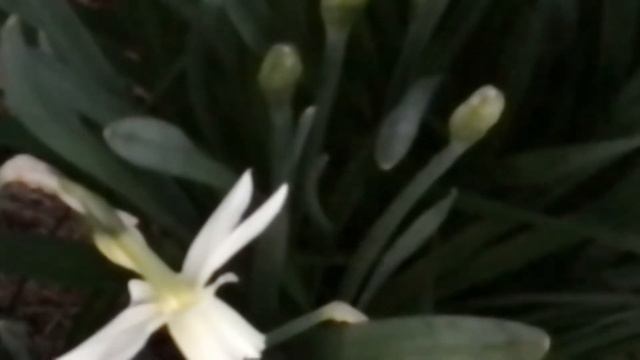 Narcisse des Glénans, Narcisse larmes d'Ange 'Narcissus triandrus Thalia' Les Senteurs pleurent смотреть онлайн