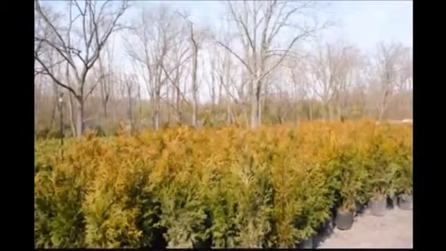 Thuja Plicata Cultivar Green Giant Arborvitae in 3 gal Pots смотреть онлайн