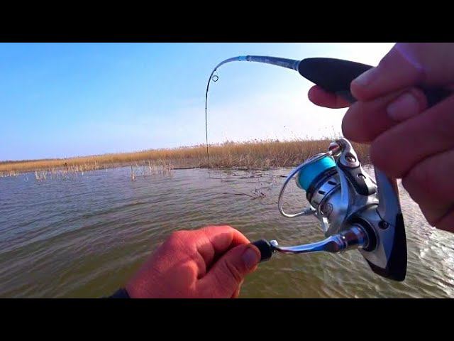 ЖОР РЫБЫ В КАМЫШАХ!!! ГЛУБИНА ПО КОЛЕНО! РЫБАЛКА НА СПИННИНГ смотреть онлайн