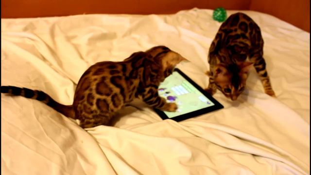 Бенгальские котята игры. Www.bengalocats.com