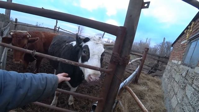 ✅У нас ПОПОЛНЕНИЕ!!! // Отелилась корова // Купили гусей смотреть онлайн