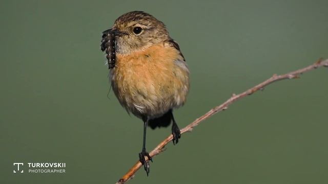 Черноголовый чекан, голос, Котурспей смотреть онлайн