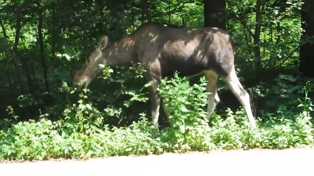 Лось в Сокольниках