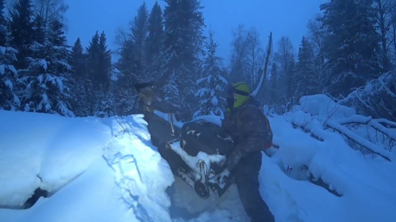 Опять Ларвен затащил в лес