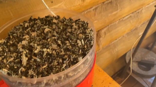 Ферментация и сушка молодого малинового листа дикой лесной малины. смотреть онлайн