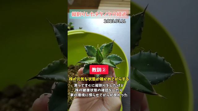 【アガベは強い】素人が何も考えずにチタノタを縦割りした一年半後は大収穫だった♪ (縦動画 チタノタ・オテロイ Agave titanota oteroi FO-76 Sierra Mixteca) смотреть онлайн