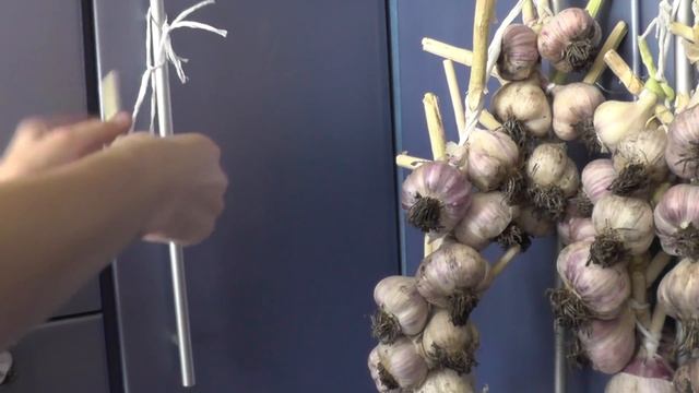 Плетение чеснока в косы- способ хранения. смотреть онлайн
