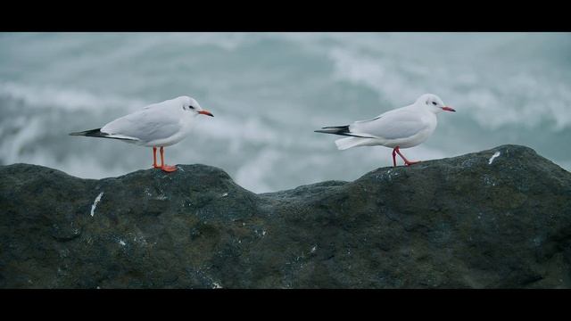 SOCHI 2021 смотреть онлайн