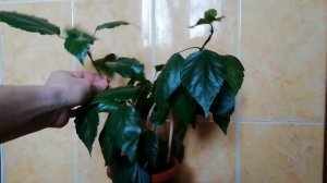 ГИБИСКУС комнатный. Правила обрезки. Формировка. Секрет цветения. Правила ухода за китайской розой.