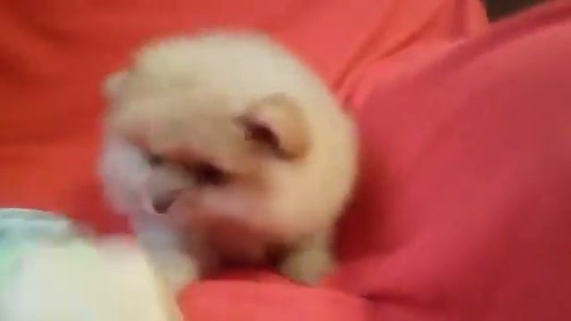 Померанский шпиц медвежьего типа