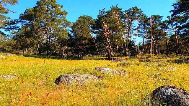 Влияние аскетизма на возможность просветления. смотреть онлайн