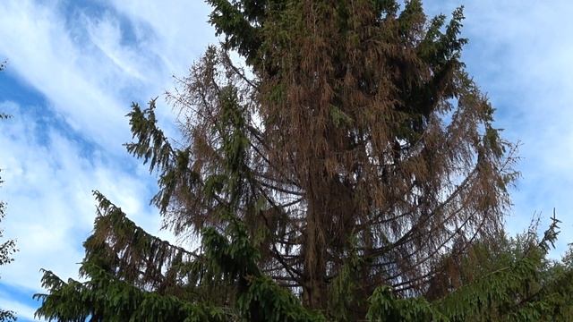 Можно ли спасти елку? смотреть онлайн