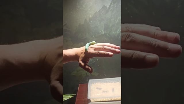 Гусеницы Бражника. Московский зоопарк. Экскурсия в Оранжерею смотреть онлайн