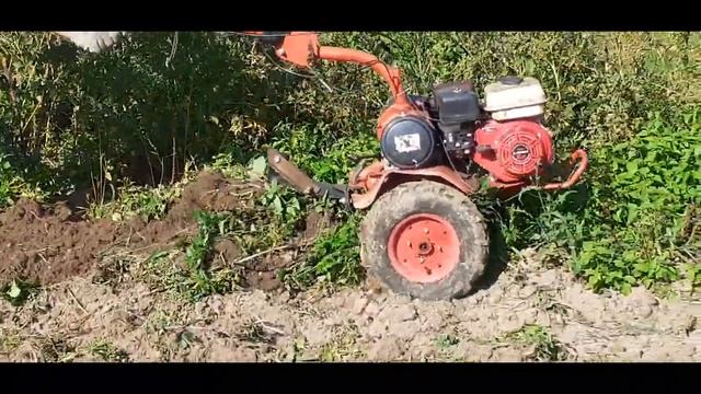 Капаем картошку сентябрь 2021 с помощью мотоблока. смотреть онлайн