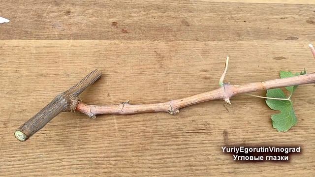 ? Не приступай к обрезке пока не узнаешь об этих почках на винограде. Как подсчитать угловые глазки смотреть онлайн