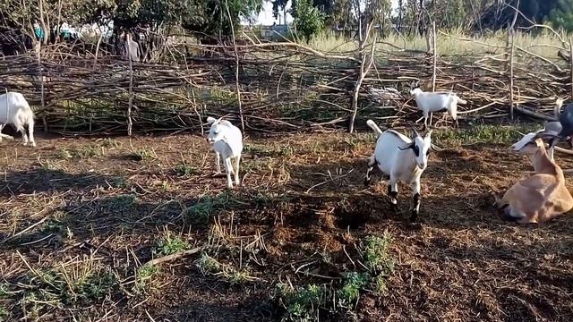 У козы подтекает молоко из вымени, что я об этом знаю смотреть онлайн