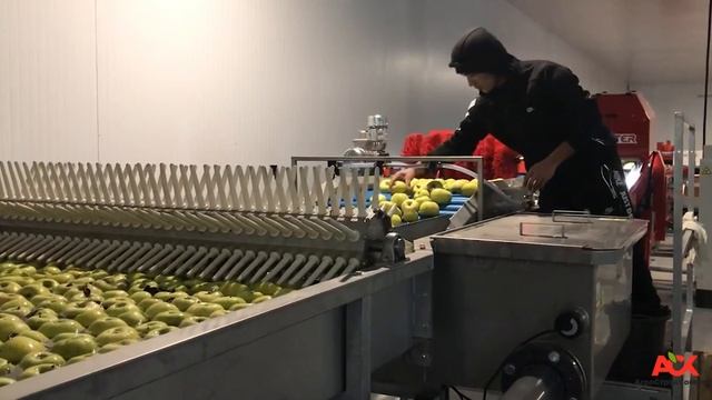 SORTER- Сортировка яблок по размеру (диаметру) в Северной Осетии