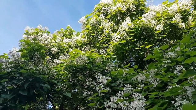 Катальпа | Жизнь на Юге смотреть онлайн