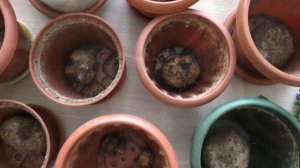 КАК ОТПРАВИТЬ ГЛОКСИНИИ НА ЗИМОВКУ ❄️ Период покоя глоксиний ❄️ Обработка клубней