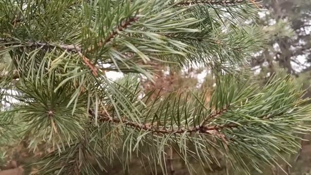 19 декабря - День Святого Николая Чудотворца . Никола Зимний .народные приметы и традиции смотреть онлайн