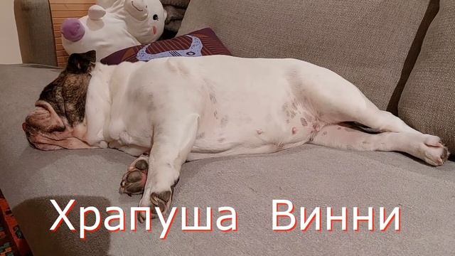 На Диване Всегда Сладко Спится Always Sleeps Sweetly on the Sofa смотреть онлайн