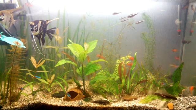 Ancistrus смотреть онлайн
