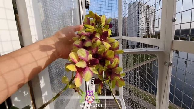 #Орхидея #Dendrobium Burana Emerald Jade смотреть онлайн