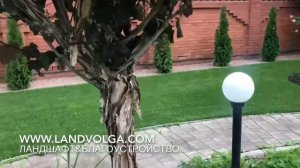 Пузыреплодник на штамбе. Калинолистный. Ландшафт на Волге. Пузыреплодник штамбовый. Ландволга